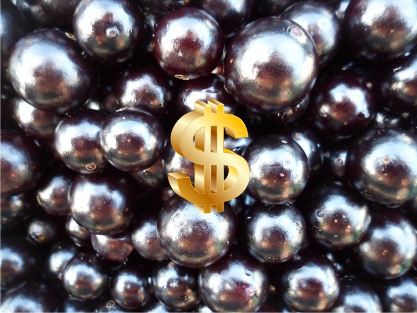 Jabuticaba Sabará – Tradição & Desenvolvimento Econômico