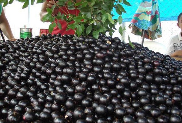 Festival da Jabuticaba de Sabará 2024 – Veja as datas