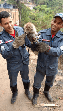 Ouriço é resgatado de incêndio em Sabará