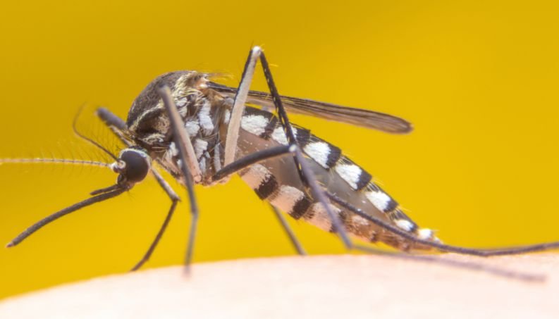 Estado confirma primeiro óbito por Febre Amarela em Sabará