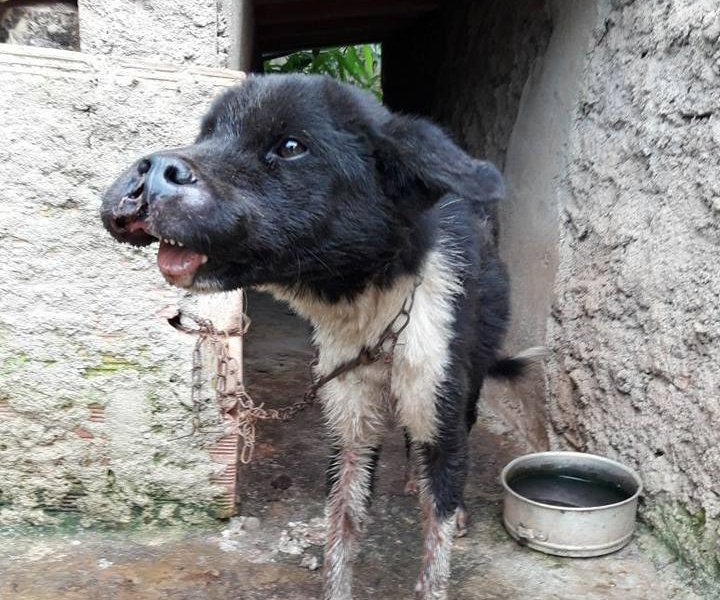 Cachorro vítima de maus-tratos é resgatado em Sabará