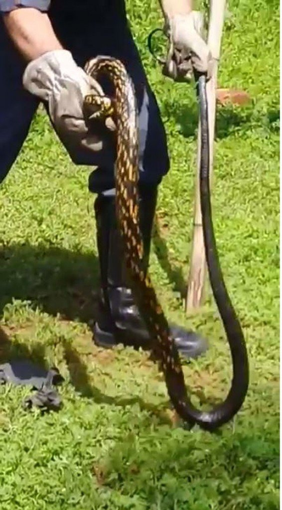 Bombeiros capturam cobra em Sabará