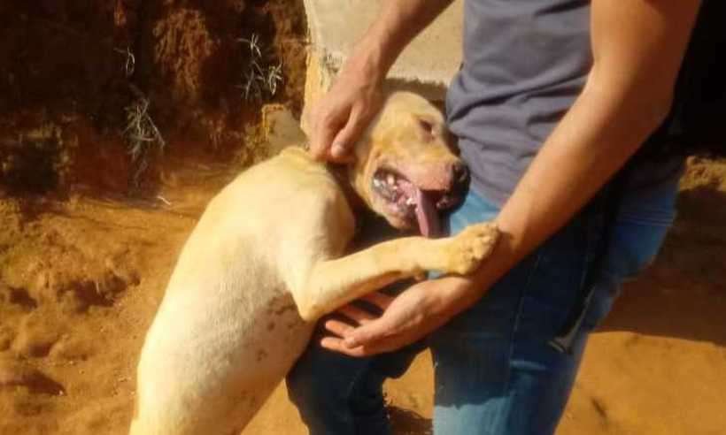 Veja como ajudar os cachorros resgatados em situação de abandono em Sabará