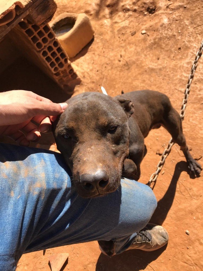 Cães são encontrados em situação de maus-tratos em Sabará