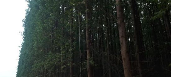 Minas vai receber a maior empresa de celulose do mundo
