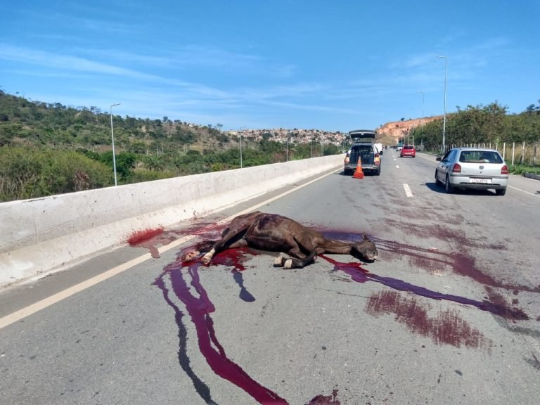 Cavalo é atropelado na Estrada MGC 262 que liga Sabará a Belo Horizonte