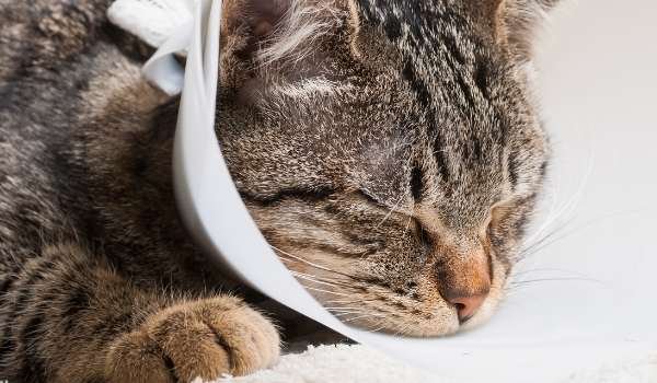 Prefeitura de Sabará disponibiliza cadastro para castração gratuita de cães e gatos em 2023