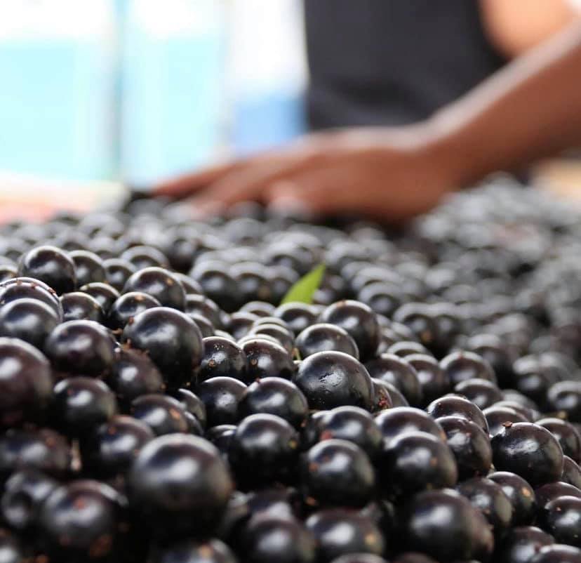 Festival de Jabuticaba continua neste final de semana