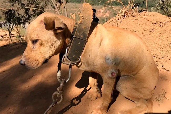 Policial civil é condenado por maus tratos contra 47 cães em Sabará