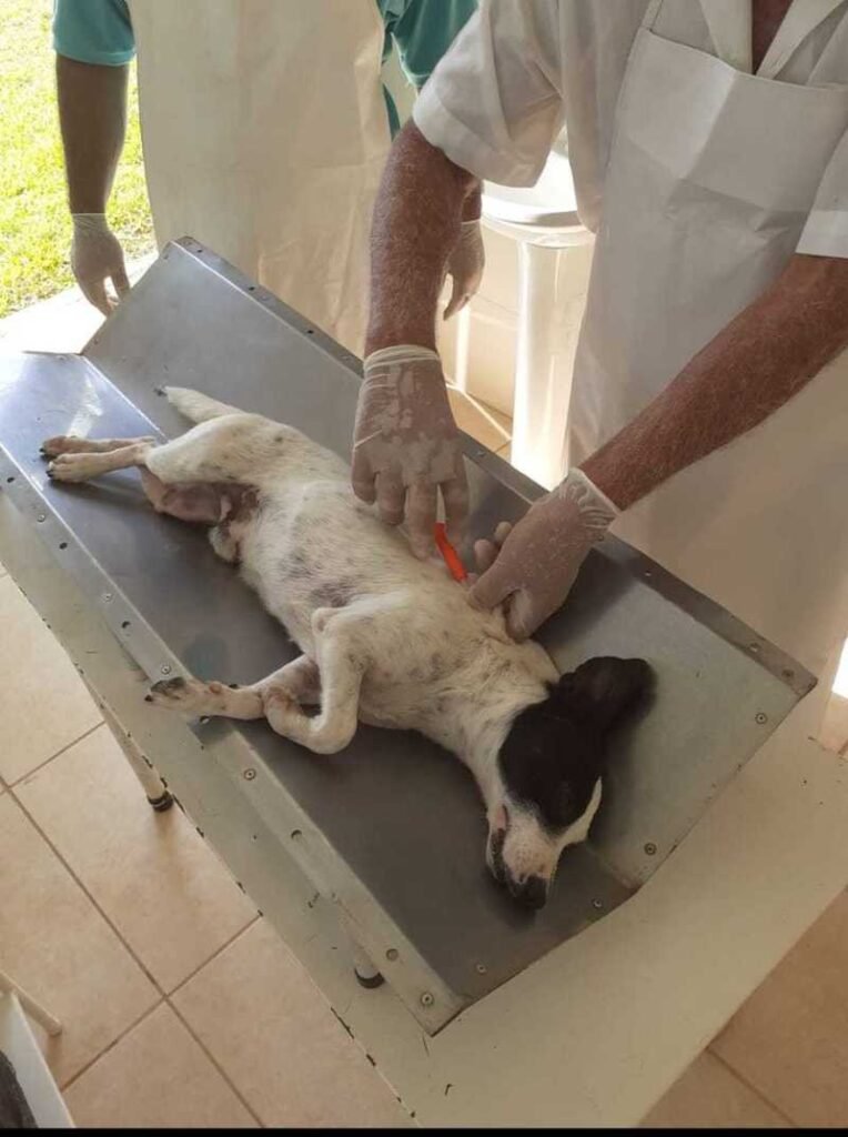 Estado começa a receber inscrições de municípios para o Programa Estadual de Microchipagem de cães e gatos