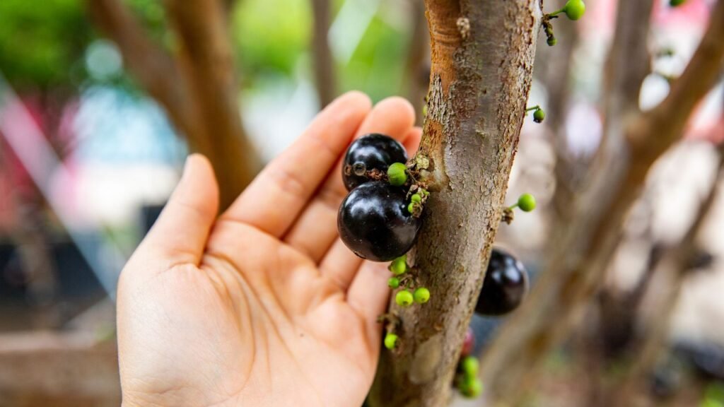Vem aí o Festival de Jabuticaba, Cultura e Gastronomia de Sabará