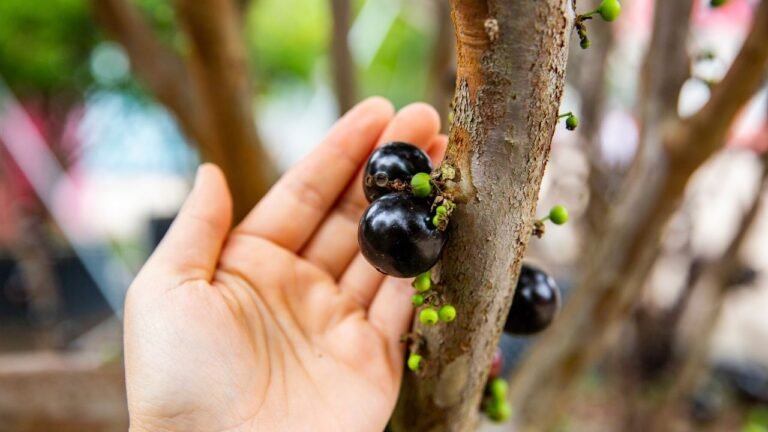 Vem aí o Festival de Jabuticaba, Cultura e Gastronomia de Sabará