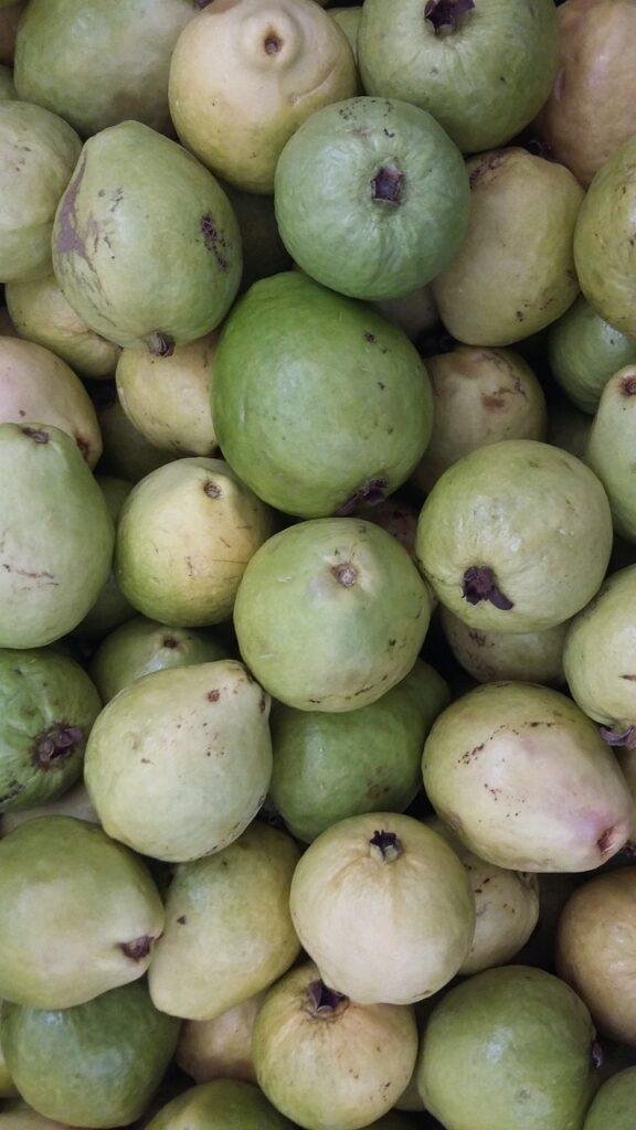 irrigated fruitculture, guava, northeastern hinterland