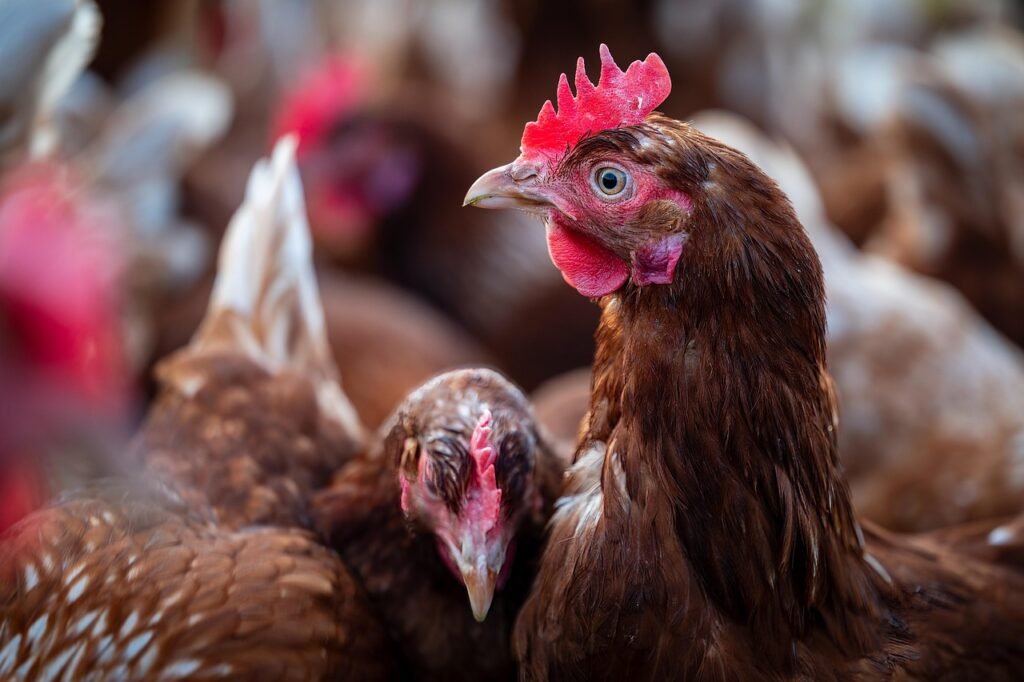 birds, chickens, poultry, farm yard, nature, chicken coop, animals, plumage, agriculture, cute, cattle, close up, free range